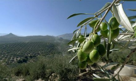 L’olivera gallega
