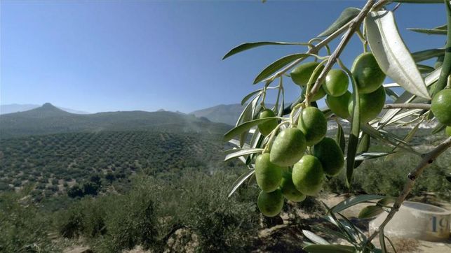 L’olivera gallega
