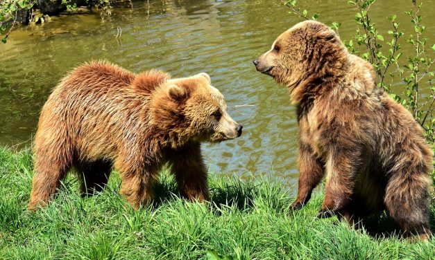 De l’ós del Pirineu i dels altres animals
