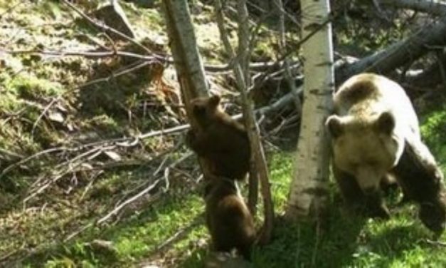 De l’ós del Pirineu i del programa Life