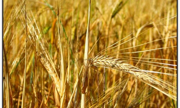 Al sac i ben lligat…