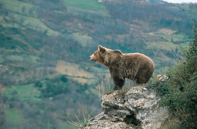 Més sobre l’ós del Pirineu